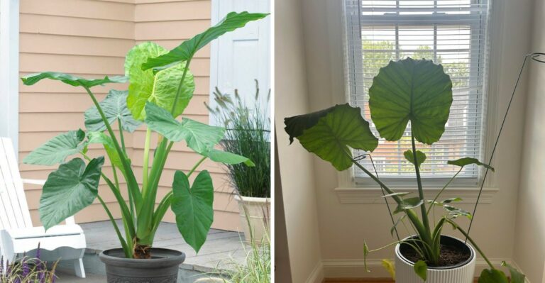 What To Do With Potted Elephant Ears Before Ohio Nights Turn Cold