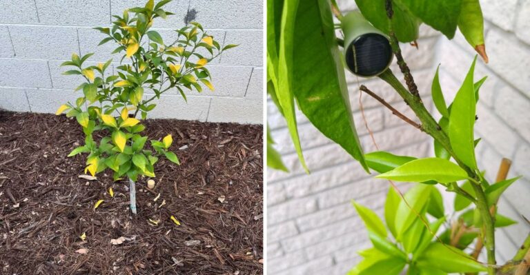 Why California Citrus Trees Need Extra Attention After Summer Heat?