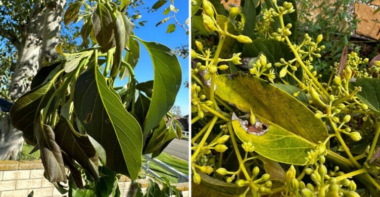 Why California Avocado Trees Take Longer To Bounce Back From A Brutal Summer Than Citrus