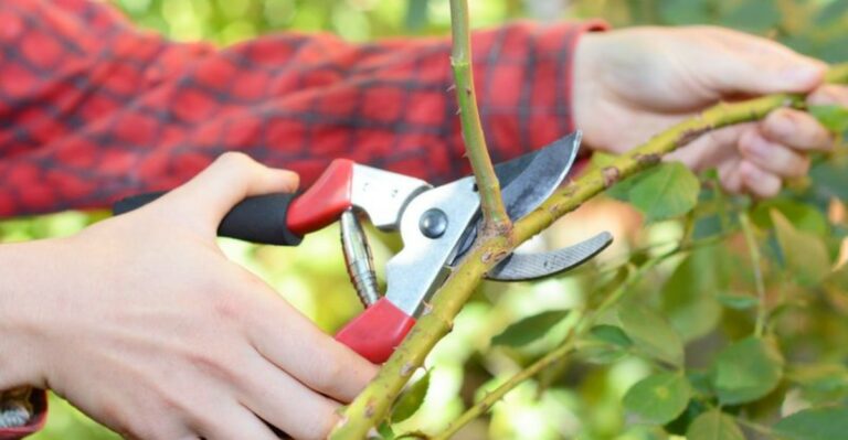 The September Pruning Mistake That Can Cost You Next Spring’s Flowers In Ohio