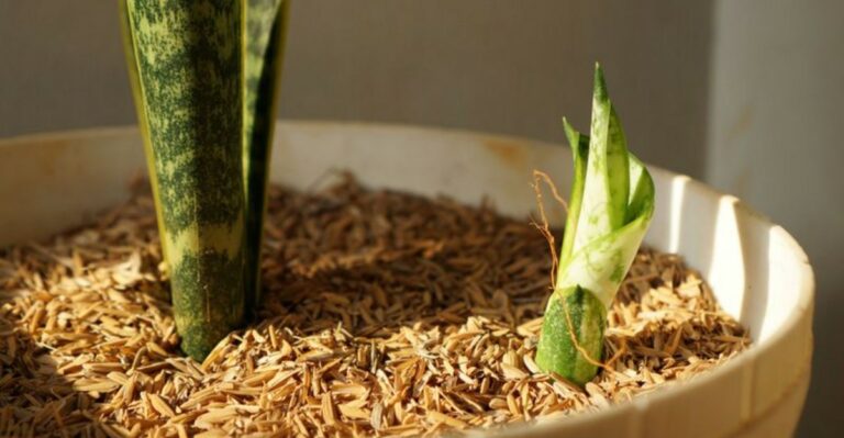 How To Force A Snake Plant To Produce Pups