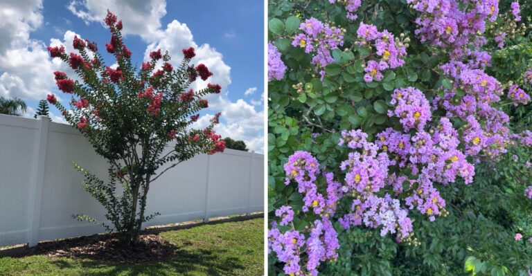 What It Means When Your Georgia Crape Myrtles Bloom Late This Summer