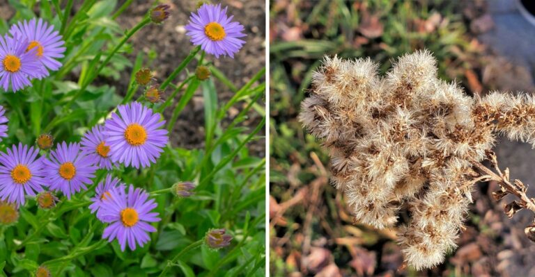Georgia Gardeners Should Think Twice Before Cutting These Flowers Down This Fall