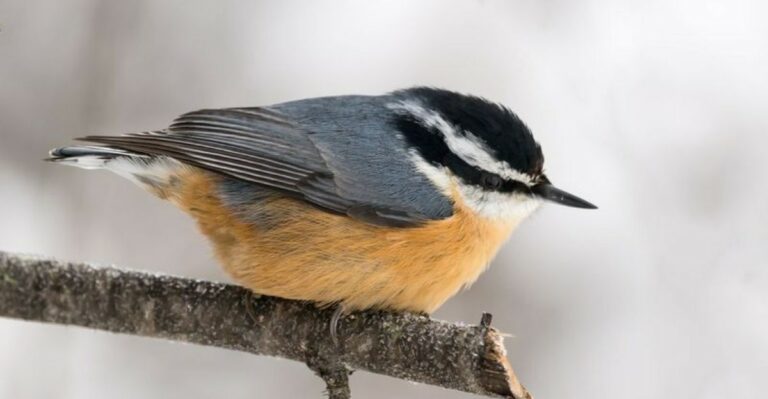 The Meaning Behind Seeing A Red-Breasted Nuthatch At Your Ohio Feeder
