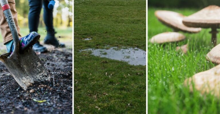 8 Yard Problems That Become Easier To Notice In Early Fall