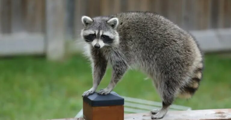 What It Means When A Raccoon Visits Your Pennsylvania Yard