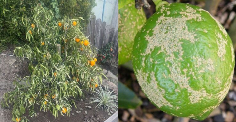 The September Citrus Check California Gardeners Shouldn’t Skip