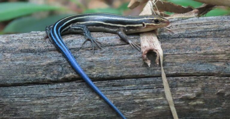 Why The Western Skink’s Blue Tail Is Actually Doing Your California Garden A Favor