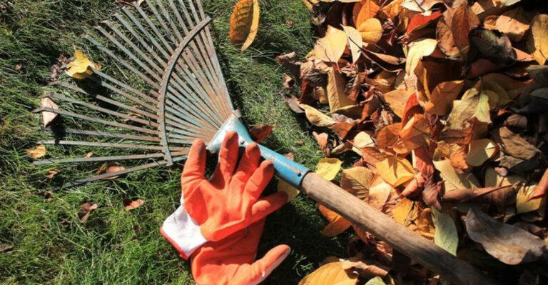 leaf rake and garden gloves next to fallen leaves on lawn