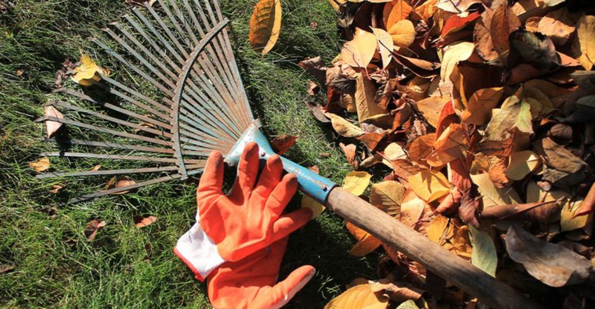 leaf rake and garden gloves next to fallen leaves on lawn