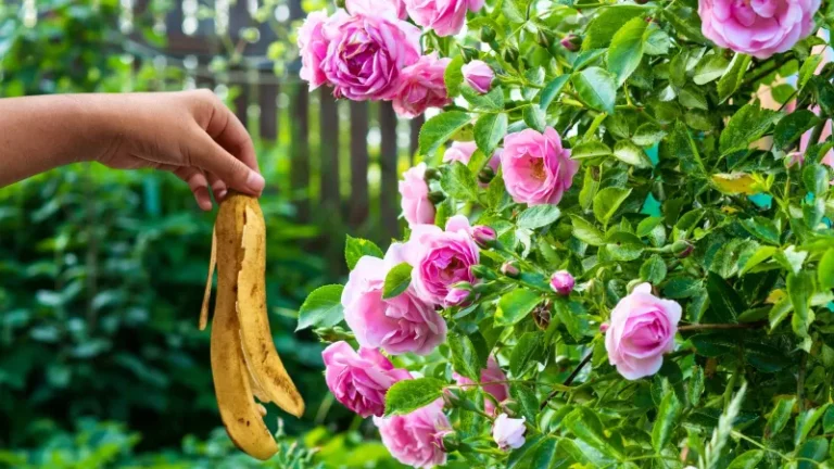 The Banana Peel Rose Trick Arizona Gardeners Swear By For Bigger Blooms In Poor Desert Soil