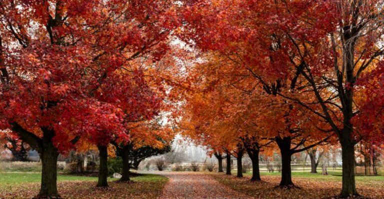 The New York Trees That Change Color First And Last Every Fall