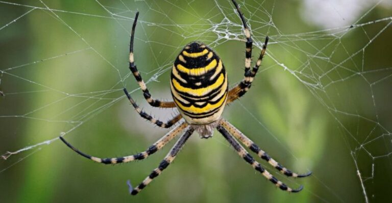 The Giant Ohio Garden Spider That Looks Much Scarier Than It Is