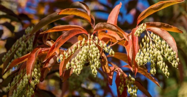 This North Carolina Native Turns Fiery Red While Feeding Every Honeybee Around