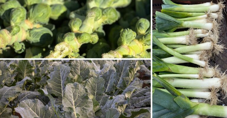 8 Frost Tolerant Vegetables Colorado Gardeners Can Keep Harvesting Into October