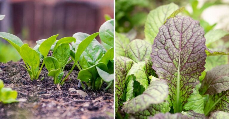 These Virginia Vegetables Can Still Be Planted In October For A Cool-Season Harvest