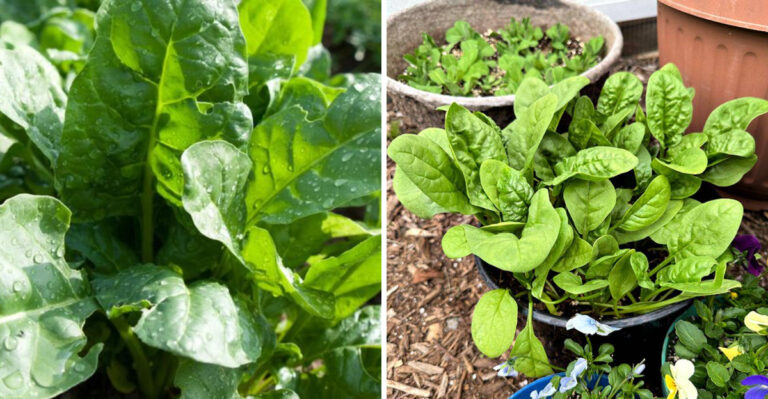 Why Spinach Becomes Much Easier To Grow Once Ohio Nights Cool Down