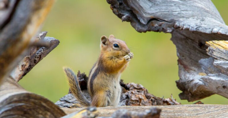 chipmunk