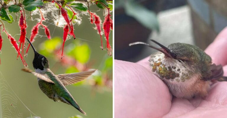 What To Use Instead Of Sugar Water For California Hummingbirds (And What To Never Use)
