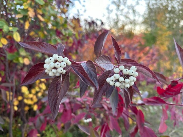 A bird feeder is only half the story – these Oregon native berries feed songbirds all winter