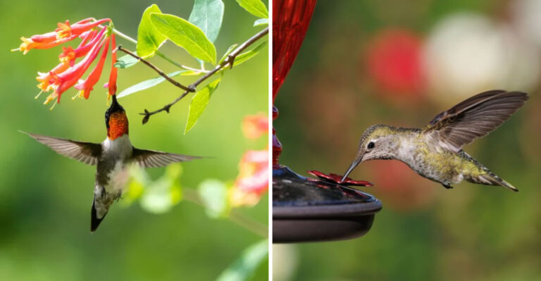 How To Keep Hummingbirds Coming Back To Ohio Yards Before They Migrate