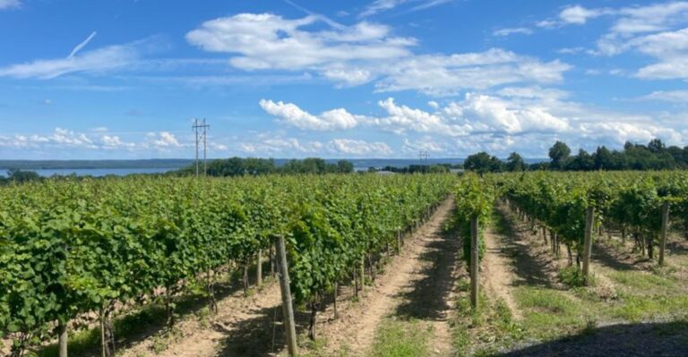 What Finger Lakes Vineyard Owners Do The Week Before First Frost That You Should Copy