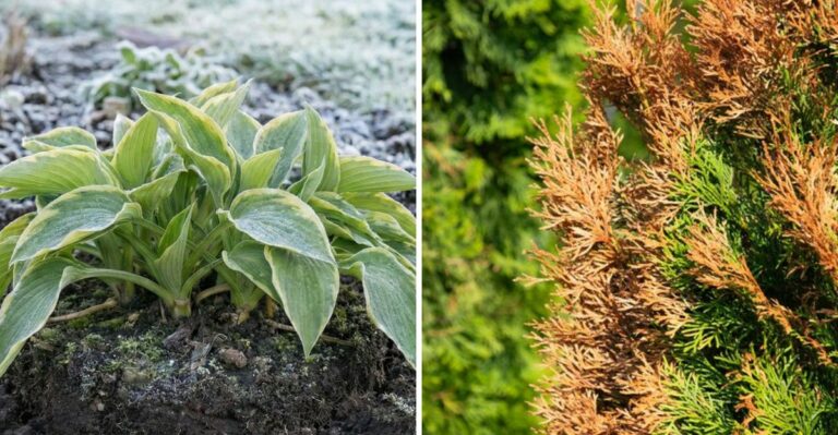 Why Northern Pennsylvania Gardeners Should Stop Planting By Early October
