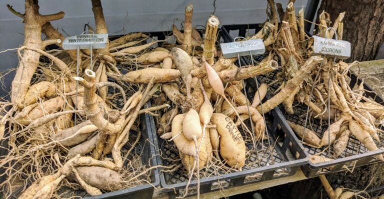 The Ground In Missouri Is About To Get Too Cold For Dahlia Tubers