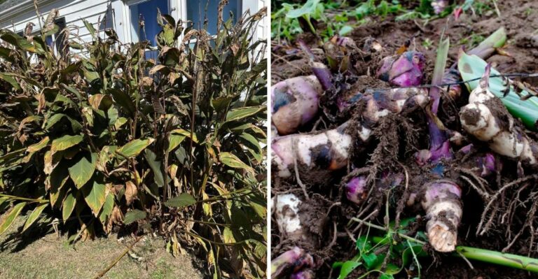 What To Do With Canna Lilies Before The First Frost In Ohio