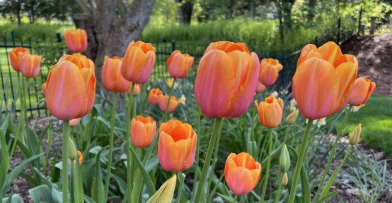 What Georgia Gardeners Should Know Before Planting Tulip Bulbs This Fall