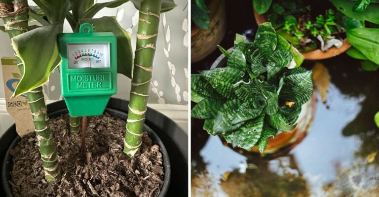 How To Prepare California Container Gardens For Cooler Nights
