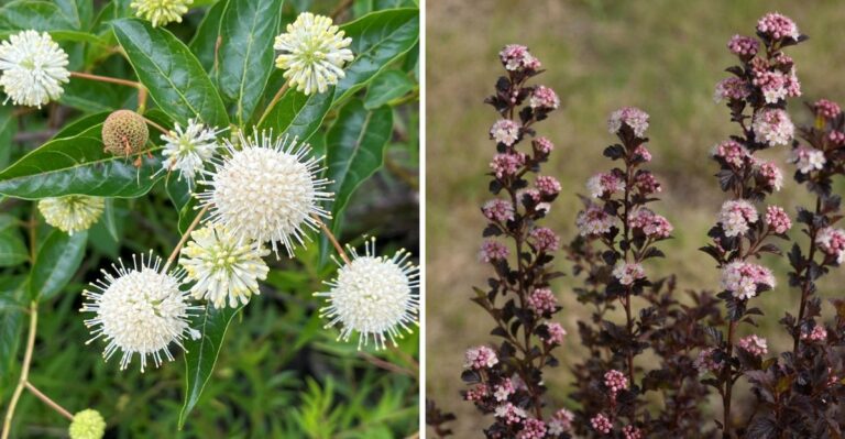 These Pennsylvania Shrubs Handle Wet Clay Soil Better Than Any Garden Plant