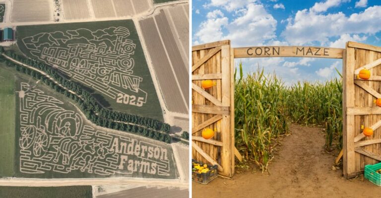 Colorado’s Longest-Running Corn Maze Is Opening Seven Miles Of Trails This Month