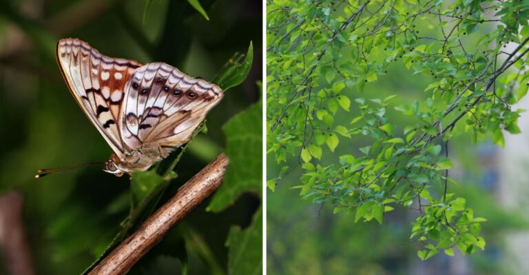 Small Brown Butterflies Are Turning Up In Tennessee Yards And Landing Directly On People