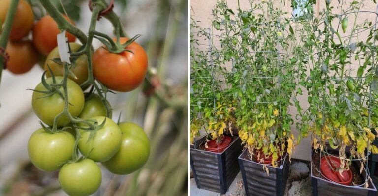 What To Do With Your Tomato Plants Now To Ripen More Fruit Before Frost