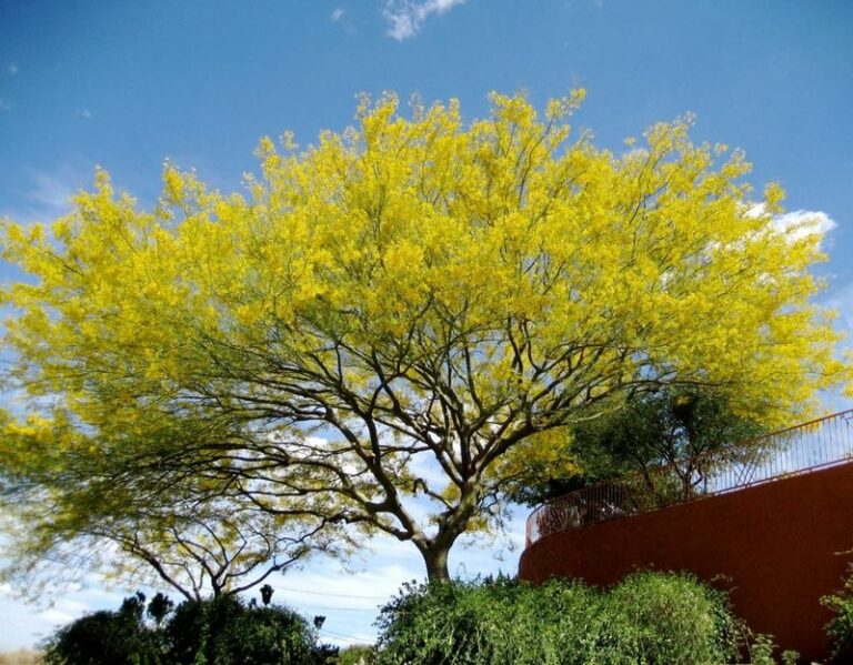 The Full-Sun Arizona Shade Tree That Cools A Hot Patio Fast And Barely Drinks