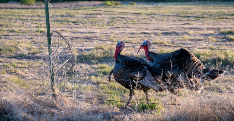 pair of wild turkeys near a fence