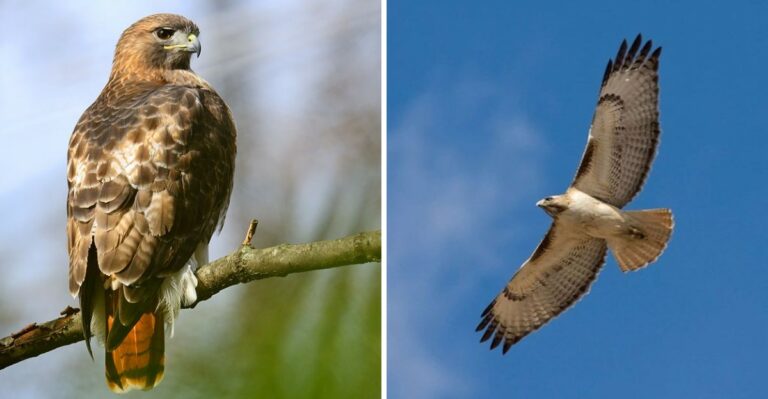The Meaning Behind Seeing A Red-Tailed Hawk Over Your Pennsylvania Yard