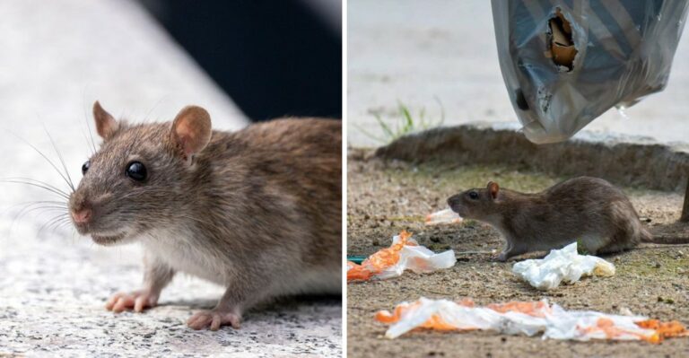 Pennsylvania Yard Features That Invite Rats In Before Winter