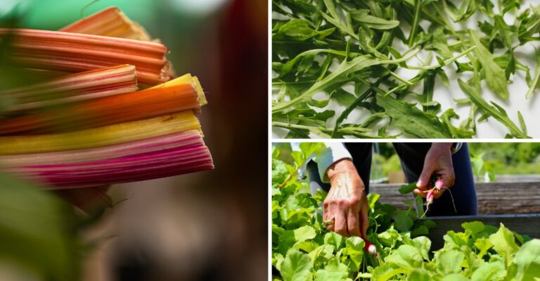 8 Vegetables New Jersey Gardeners Still Have Time To Plant This Fall