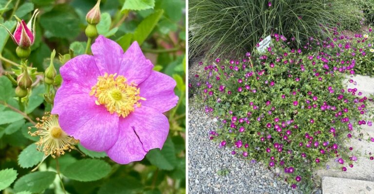 The Real Difference Between A Drought-Tolerant Plant And A California Native