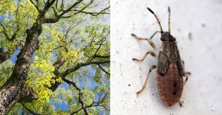 A Newly Arrived Elm Loving Bug Is Quietly Spreading Across Minnesota Neighborhoods