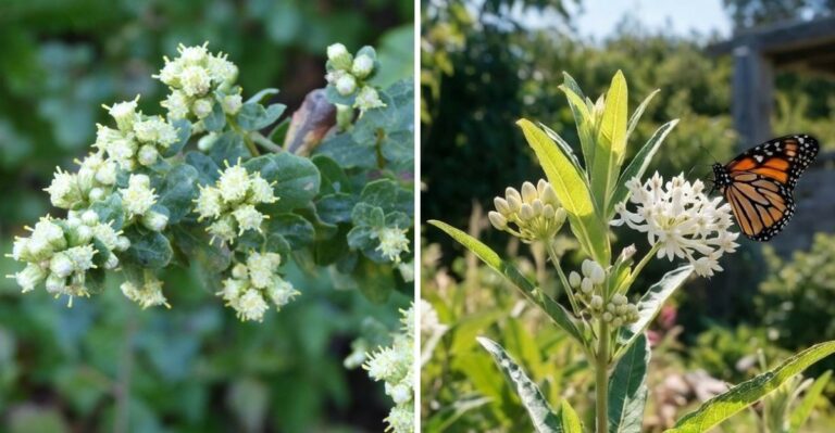 8 California Native Plants That Give Pollinators Food As Summer Fades