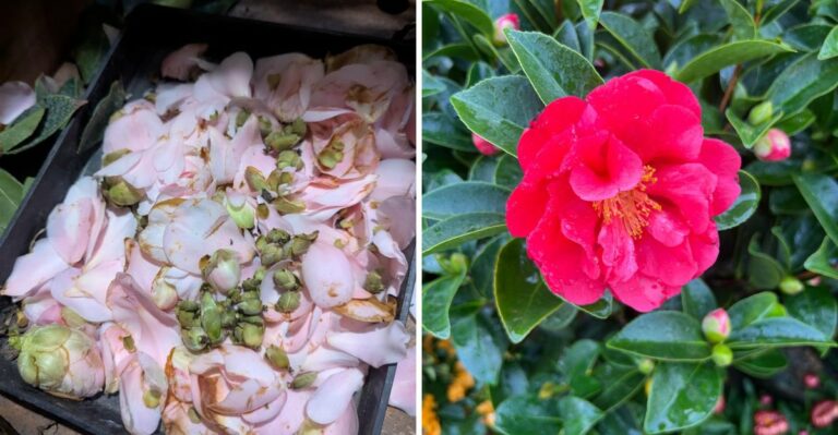 The Post-Summer Camellia Task That Sets Up Better Blooms Come Spring