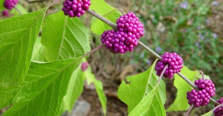 Florida Plants You Should Buy Before Nurseries Run Out This Fall