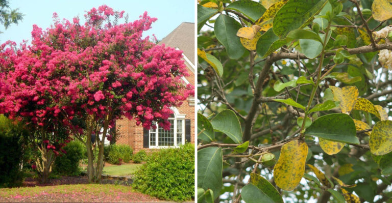 Why Florida Crepe Myrtles Can Look Suddenly Worse After Weeks Of Late-Summer Rain