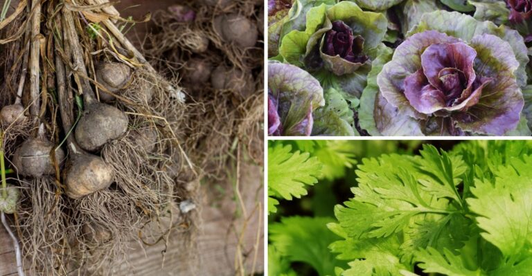 These 8 Crops Still Have Time To Thrive In New Jersey This Fall