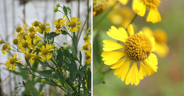 This Rare Virginia Wildflower Is Blooming Again After Nearly Disappearing