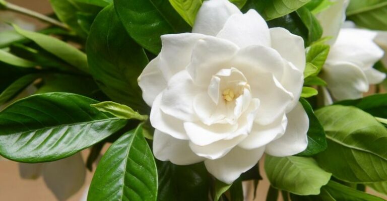 Should You Keep Watering Florida Gardenias The Same Way In September