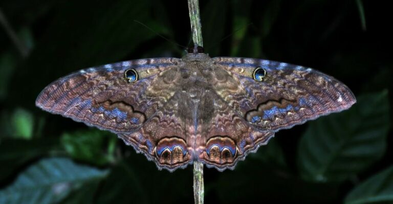 A Bat Sized Black Moth Is Turning Up On Tennessee Porches This September